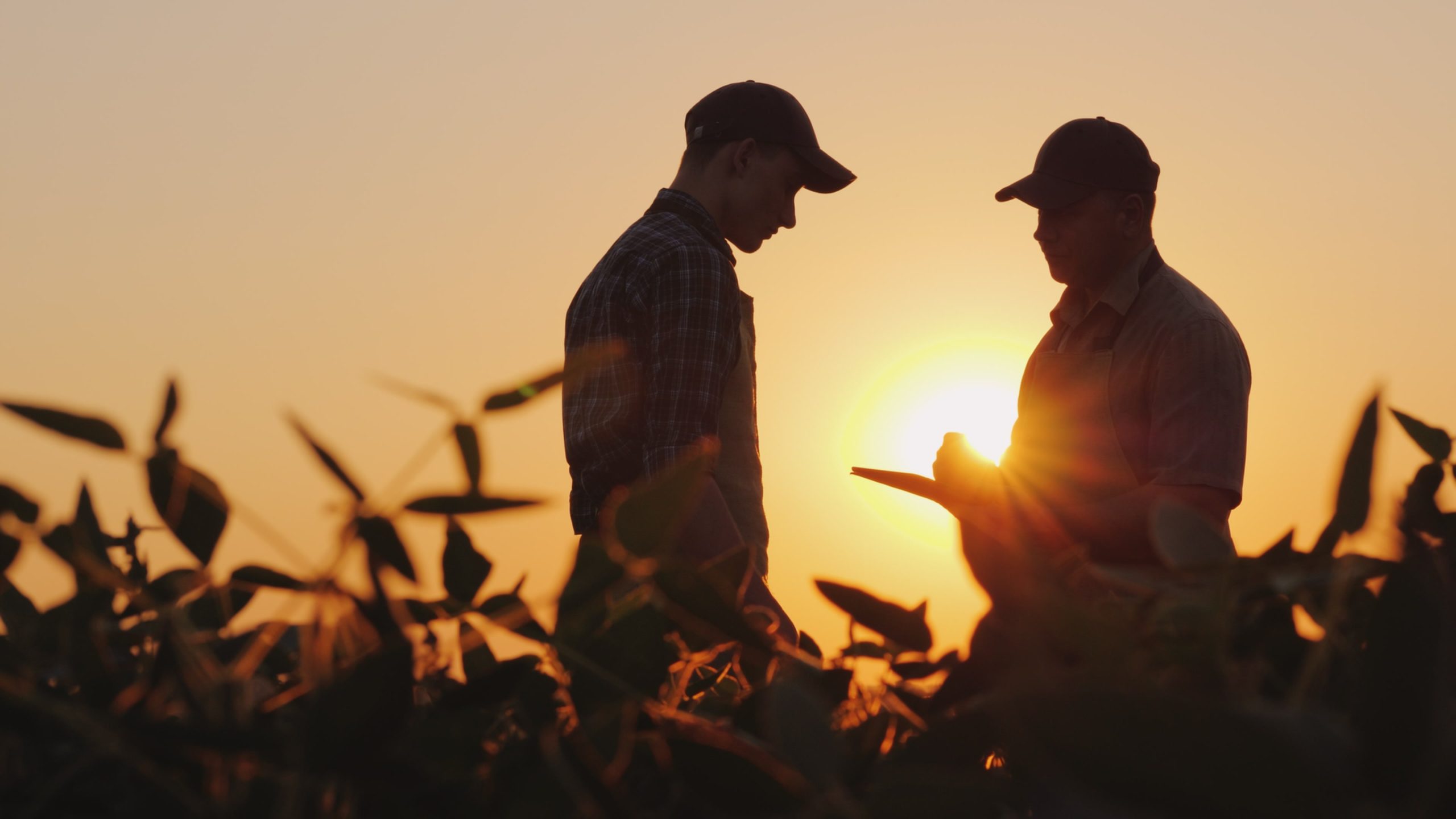 Archer Lewis advisor working with a farm operation on agricultural tax planning